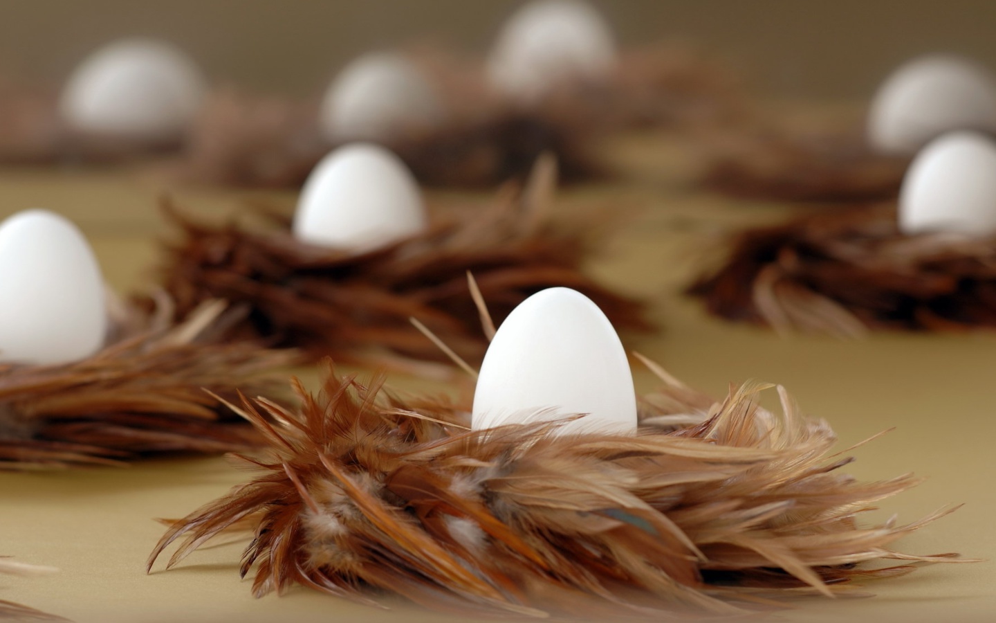 Sfondi Chicken Egg 1440x900