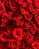 Roses flowering plant wallpaper 128x160