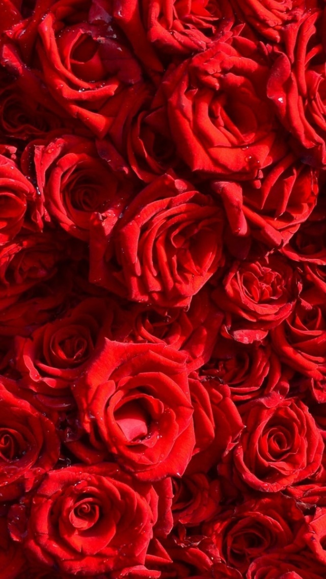 Roses flowering plant screenshot #1 640x1136