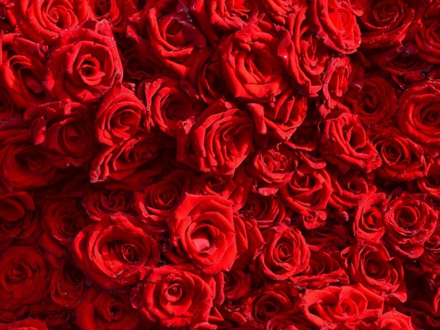 Roses flowering plant screenshot #1 640x480