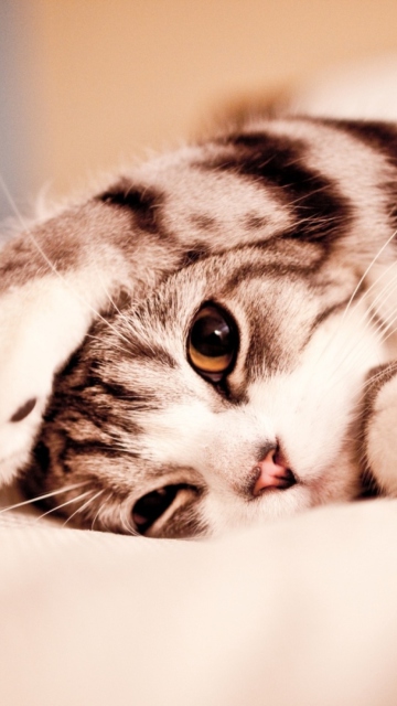 Cute Kitten screenshot #1 360x640