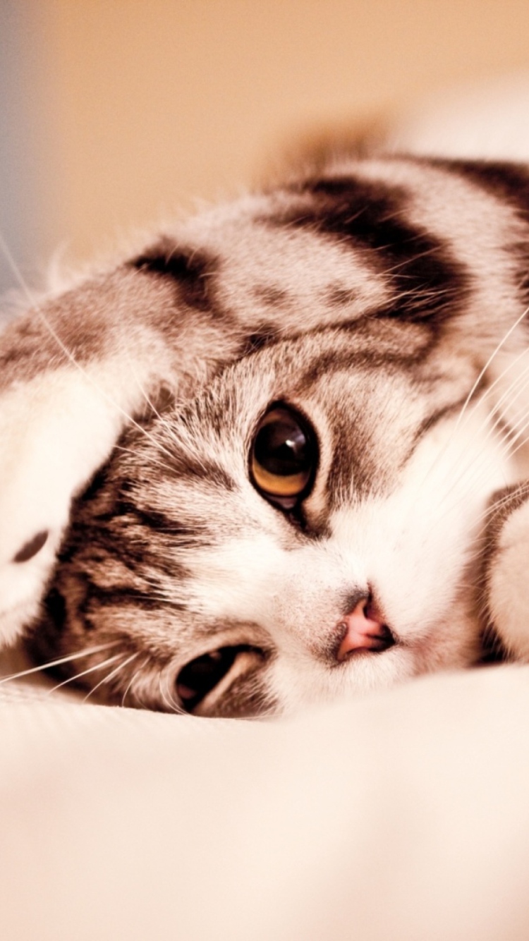 Screenshot №1 pro téma Cute Kitten 750x1334