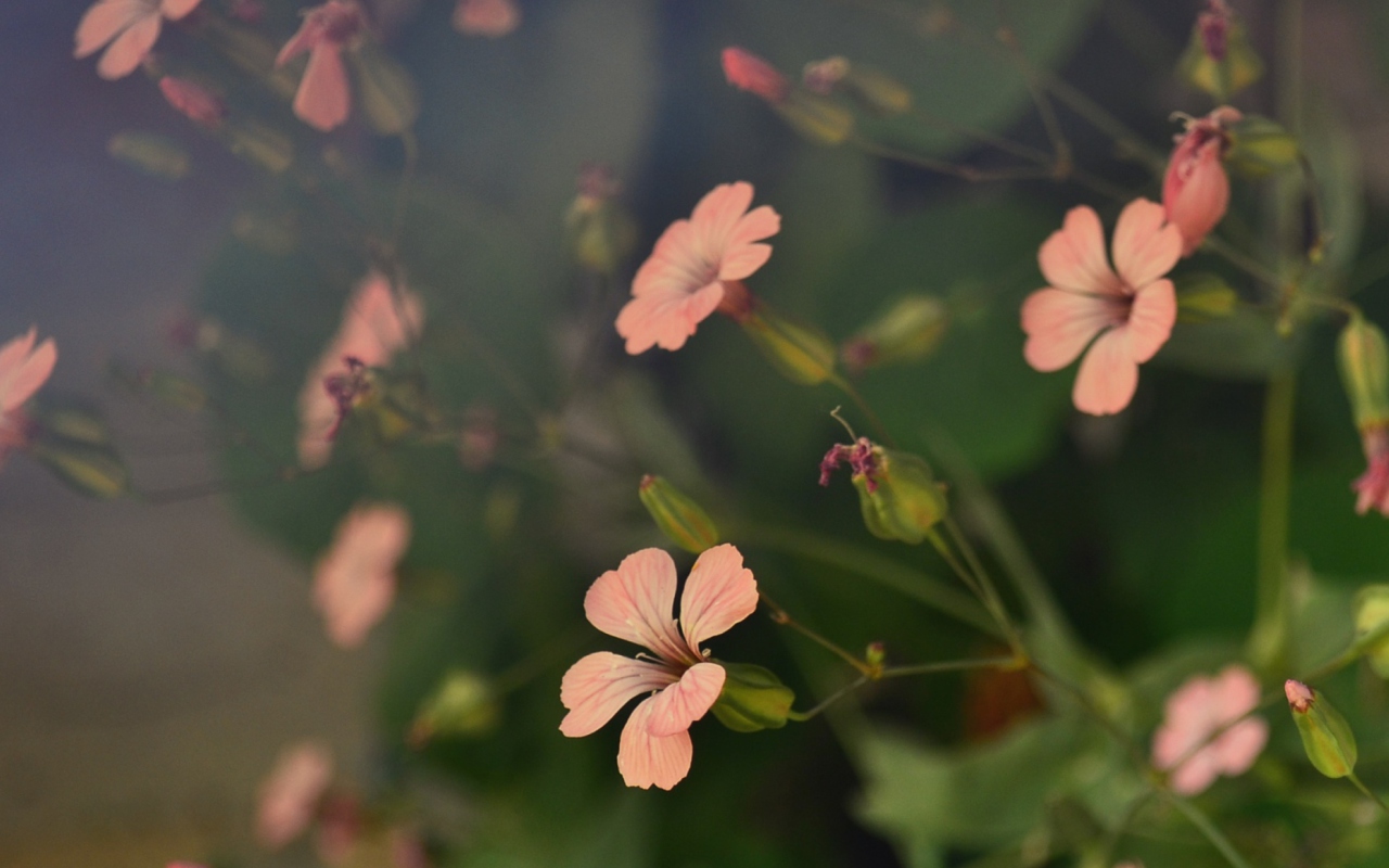 Screenshot №1 pro téma Pink Flowers 1280x800