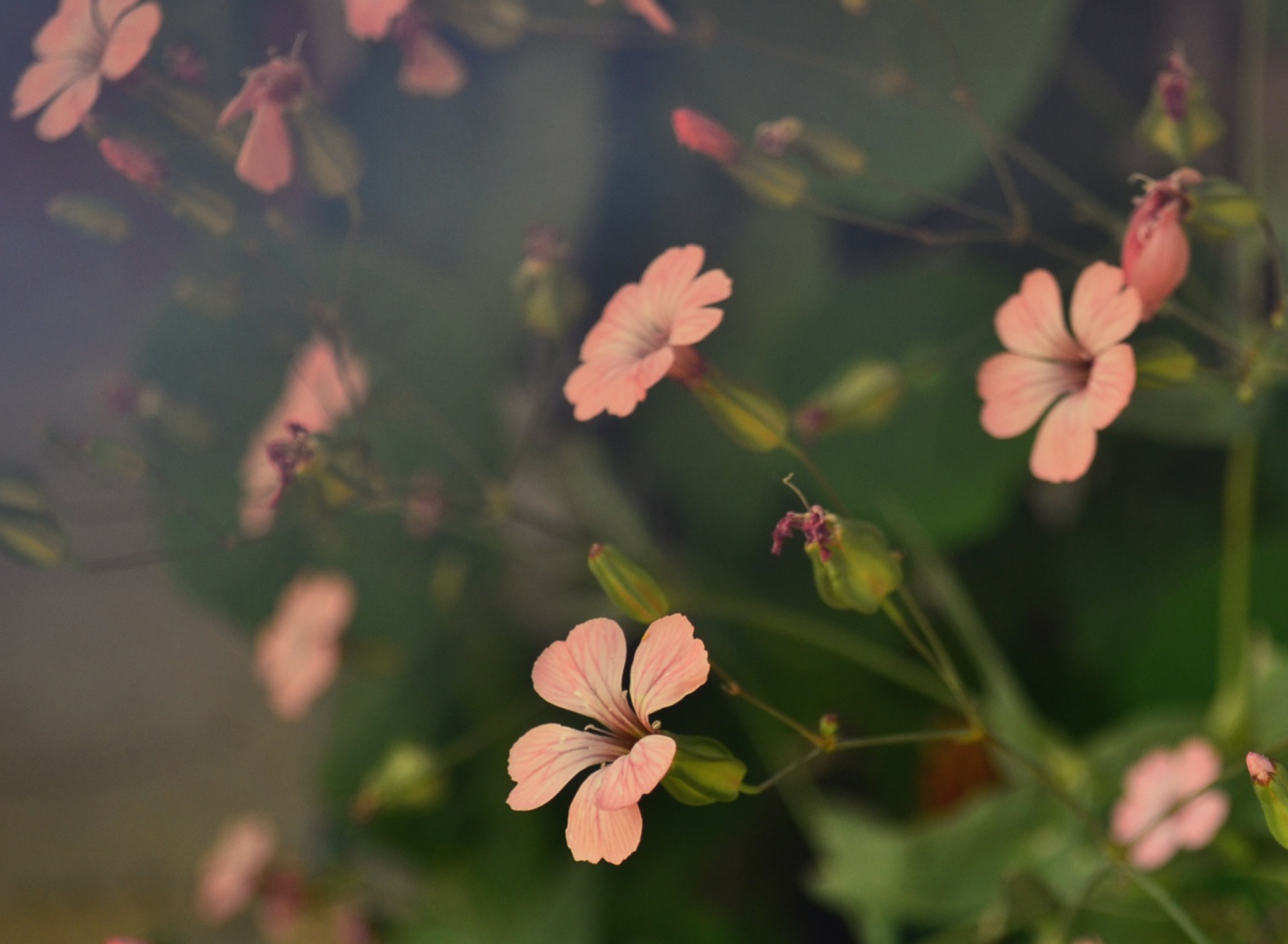 Sfondi Pink Flowers 1920x1408