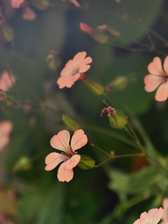 Pink Flowers screenshot #1 240x320