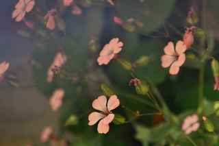 Pink Flowers - Obrázkek zdarma 