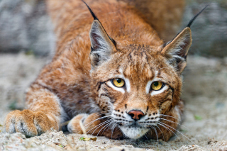 Lynx - Obrázkek zdarma 