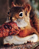 Das Squirrel And Cone Wallpaper 128x160
