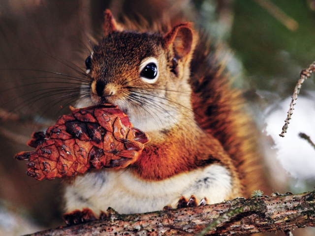 Das Squirrel And Cone Wallpaper 640x480