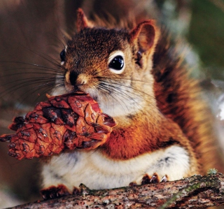 Squirrel And Cone - Obrázkek zdarma pro iPad