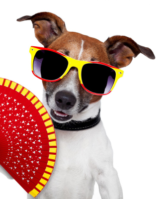 Glamour Dog sfondi gratuiti per 640x1136