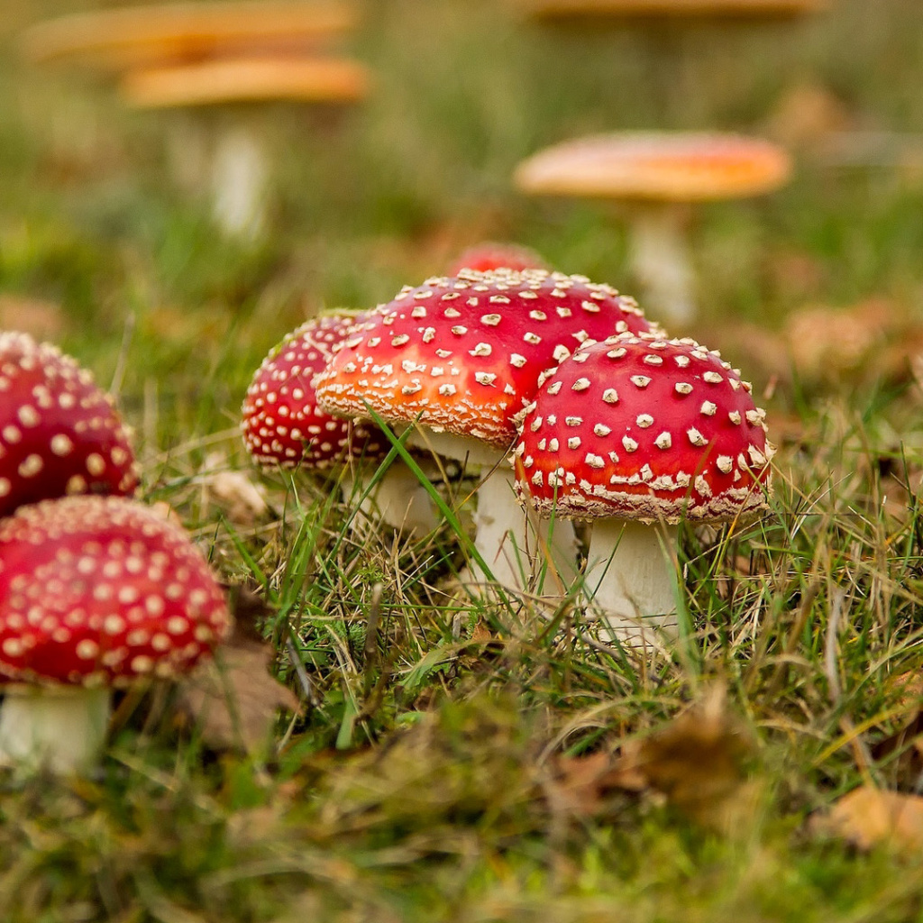 Amanita mushrooms wallpaper 1024x1024