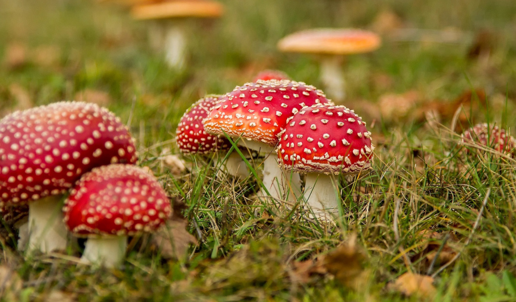 Das Amanita mushrooms Wallpaper 1024x600