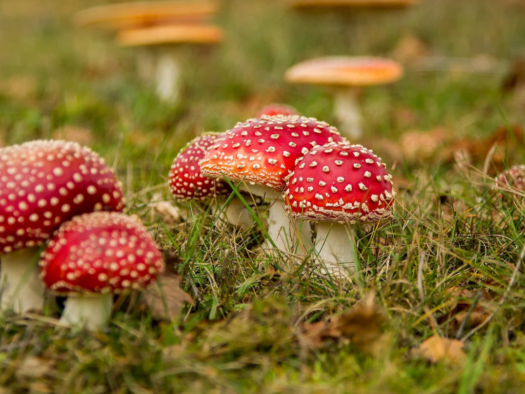 Обои Amanita mushrooms 1024x768