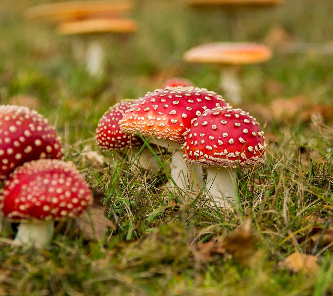 Das Amanita mushrooms Wallpaper 1080x960