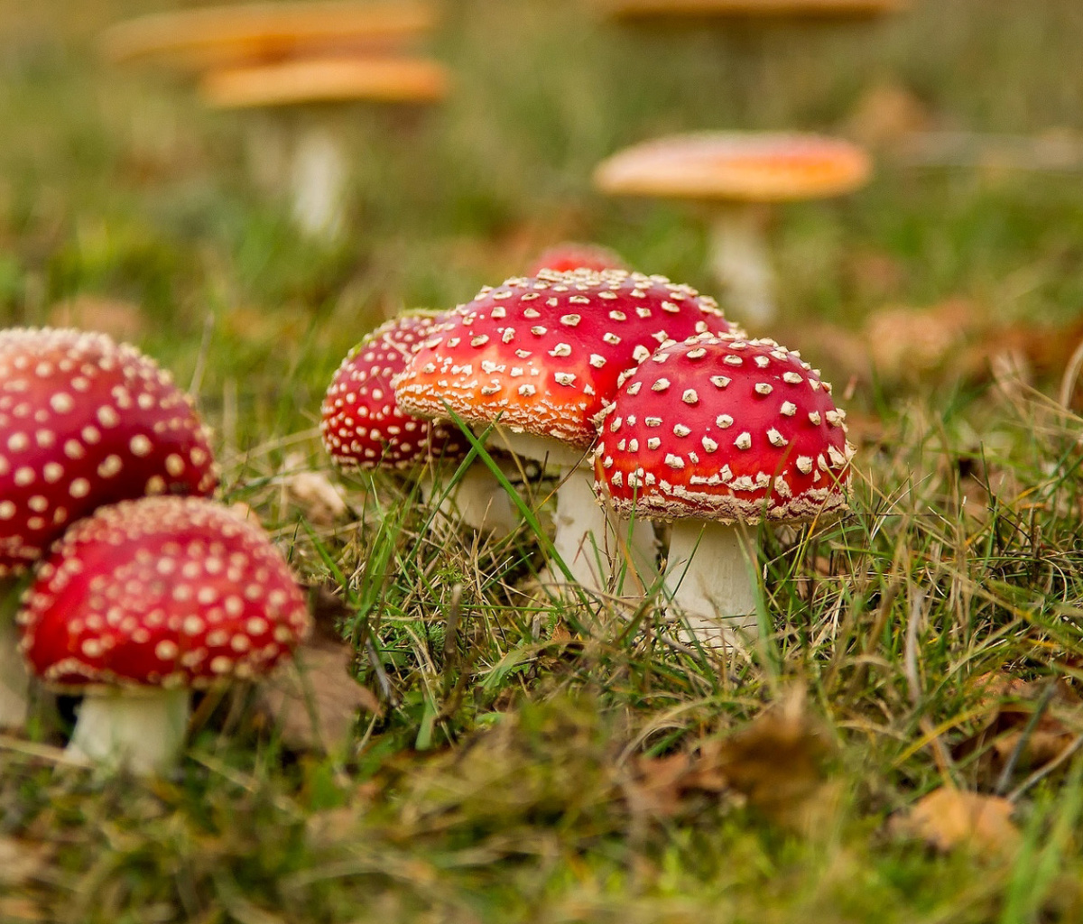 Sfondi Amanita mushrooms 1200x1024