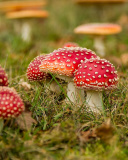 Das Amanita mushrooms Wallpaper 128x160