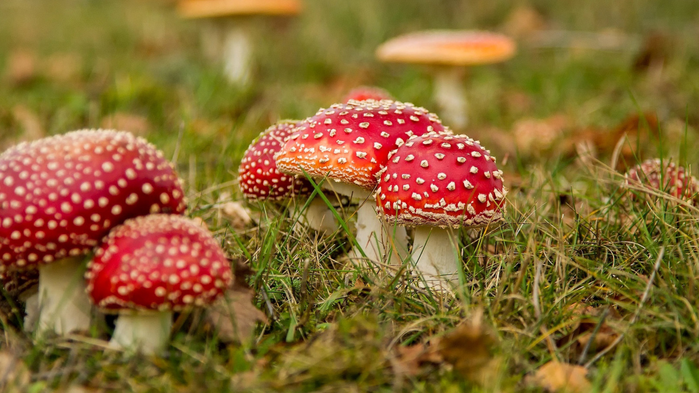 Sfondi Amanita mushrooms 1366x768