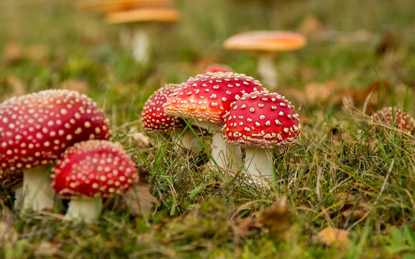 Обои Amanita mushrooms 1440x900