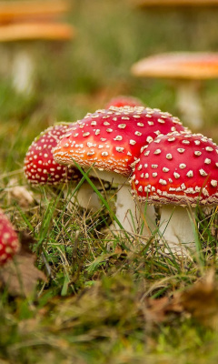 Sfondi Amanita mushrooms 240x400