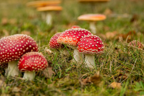 Amanita mushrooms wallpaper 480x320