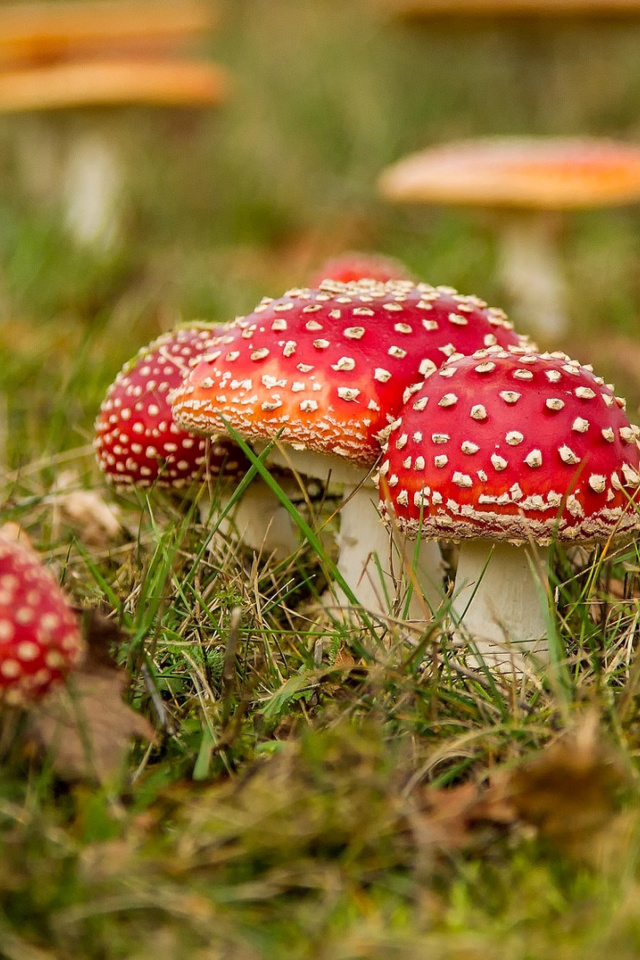 Amanita mushrooms screenshot #1 640x960