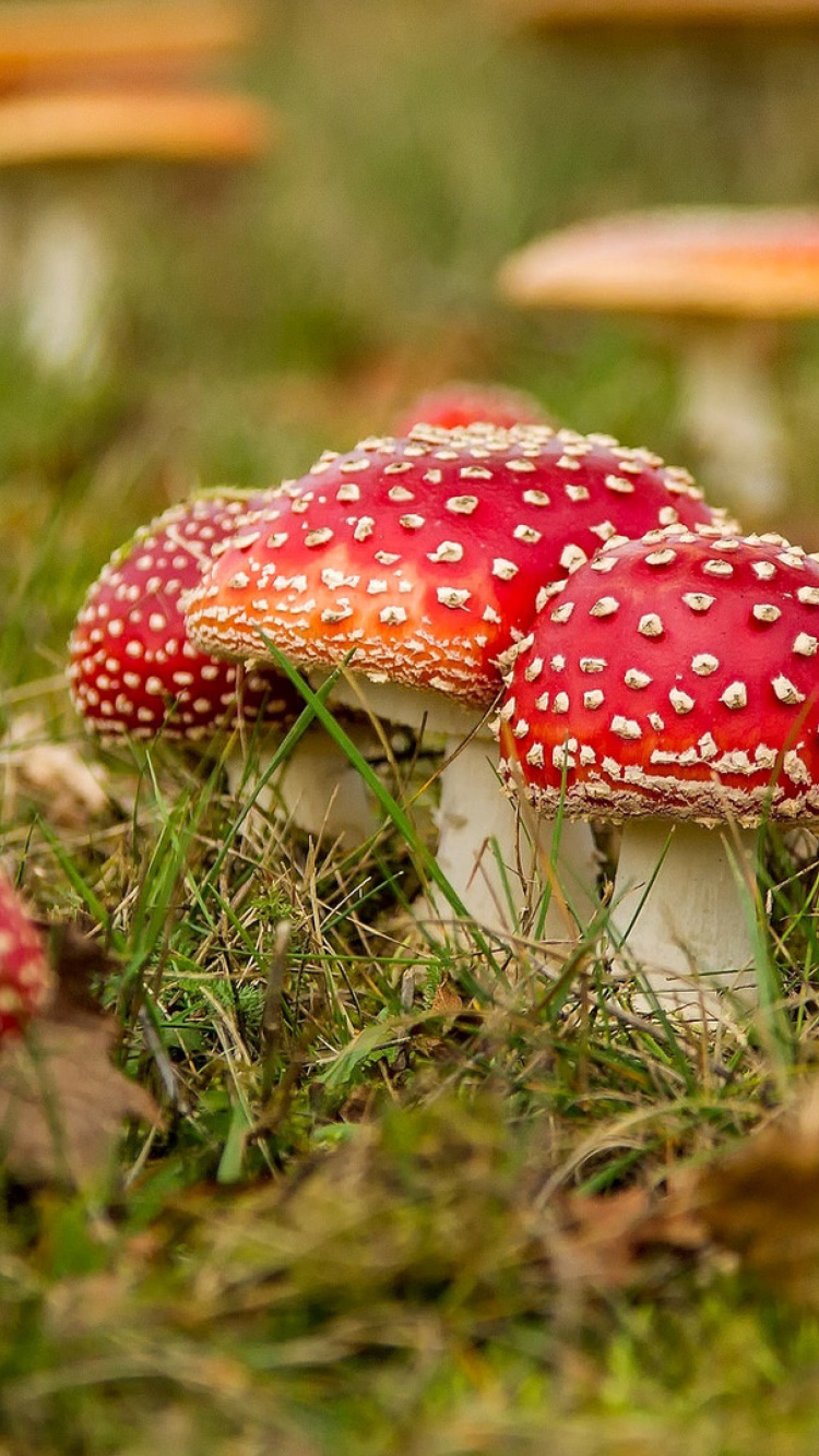 Обои Amanita mushrooms 750x1334