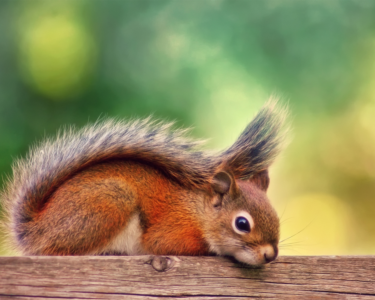 Fondo de pantalla Little Squirrel 1280x1024