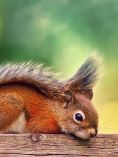 Das Little Squirrel Wallpaper 240x320