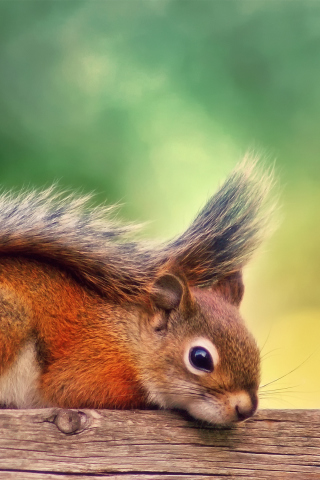 Screenshot №1 pro téma Little Squirrel 320x480