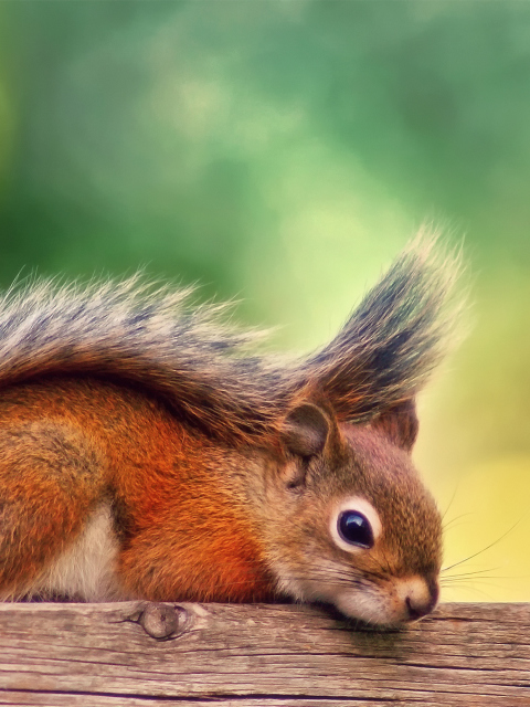 Das Little Squirrel Wallpaper 480x640