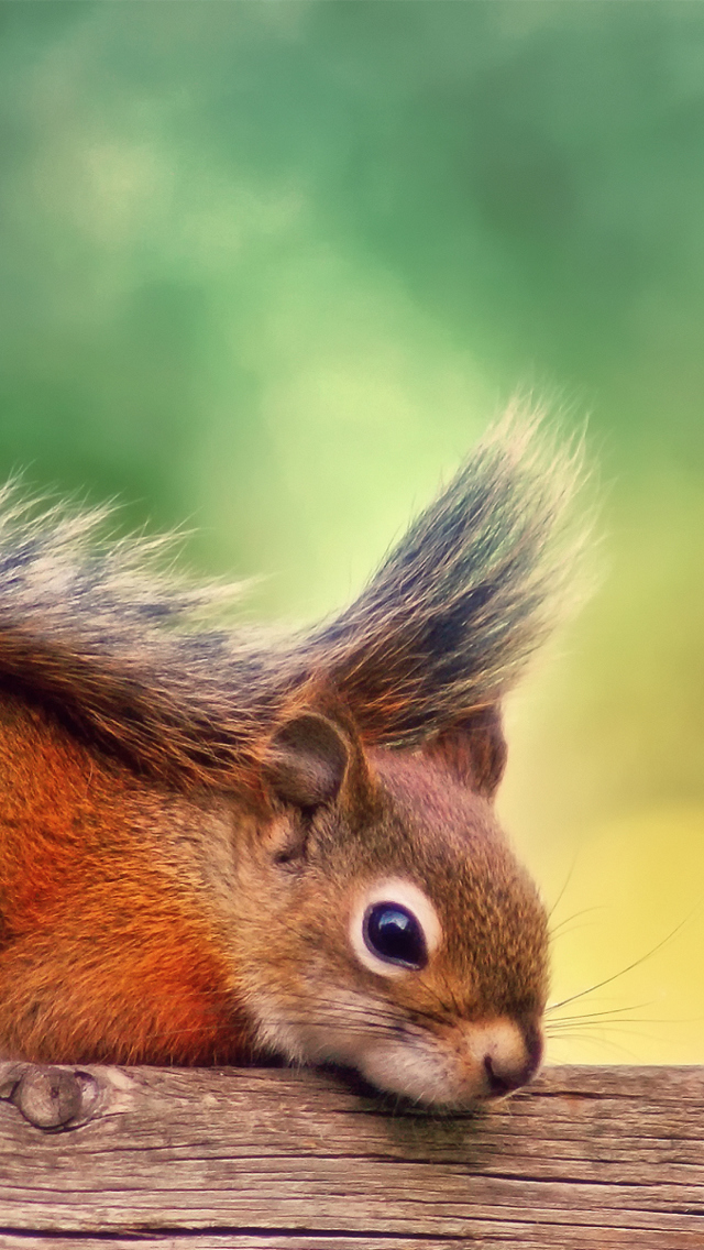 Обои Little Squirrel 640x1136