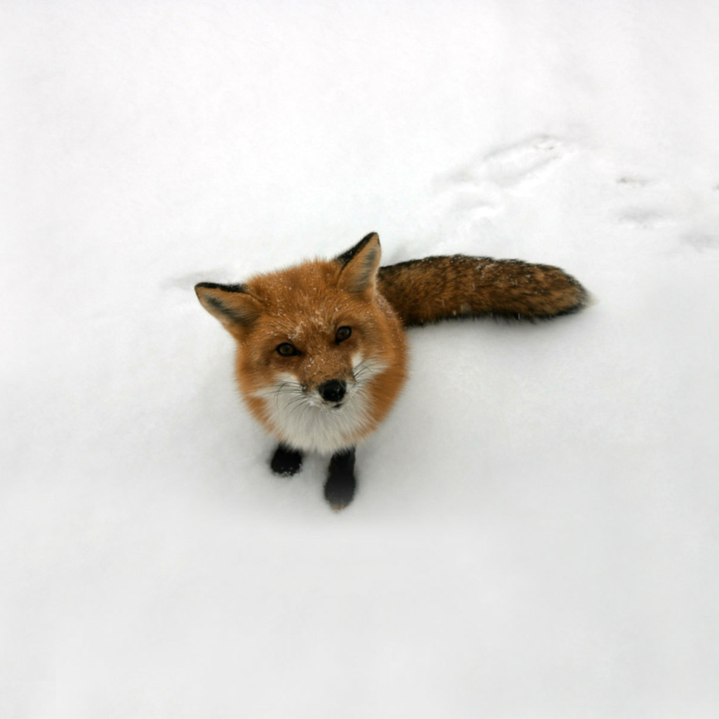 Обои Lonely Fox On Snow 1024x1024