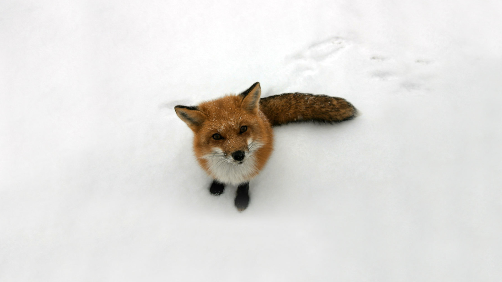 Screenshot №1 pro téma Lonely Fox On Snow 1600x900