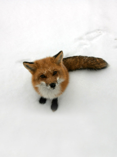 Lonely Fox On Snow wallpaper 240x320