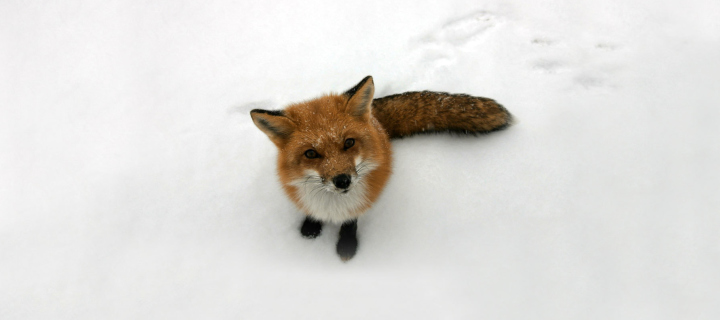 Fondo de pantalla Lonely Fox On Snow 720x320