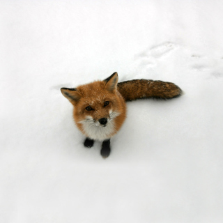 Kostenloses Lonely Fox On Snow Wallpaper für 2048x2048