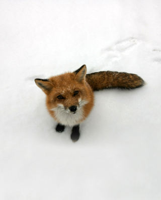 Lonely Fox On Snow - Obrázkek zdarma pro iPhone 4
