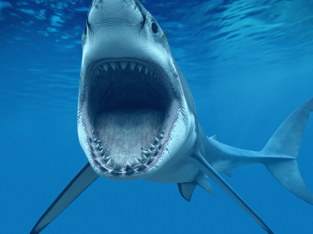 Screenshot №1 pro téma Great White Shark 1024x768