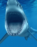 Fondo de pantalla Great White Shark 128x160