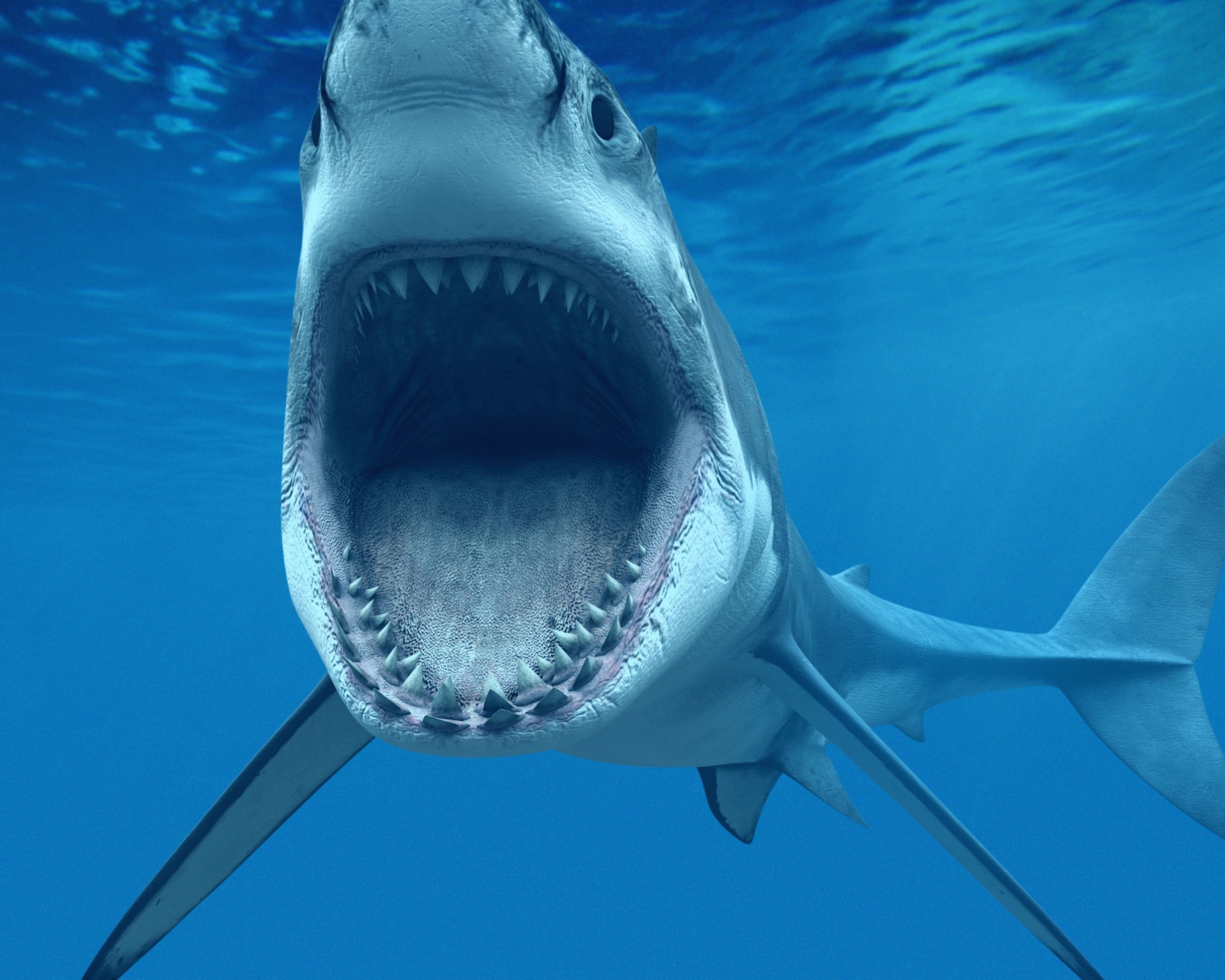 Fondo de pantalla Great White Shark 1600x1280