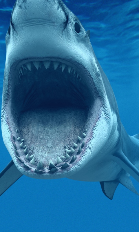 Sfondi Great White Shark 480x800
