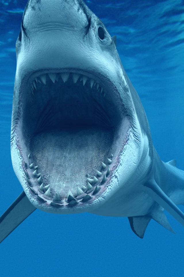 Fondo de pantalla Great White Shark 640x960