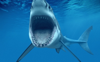 Free Great White Shark Picture for Android, iPhone and iPad