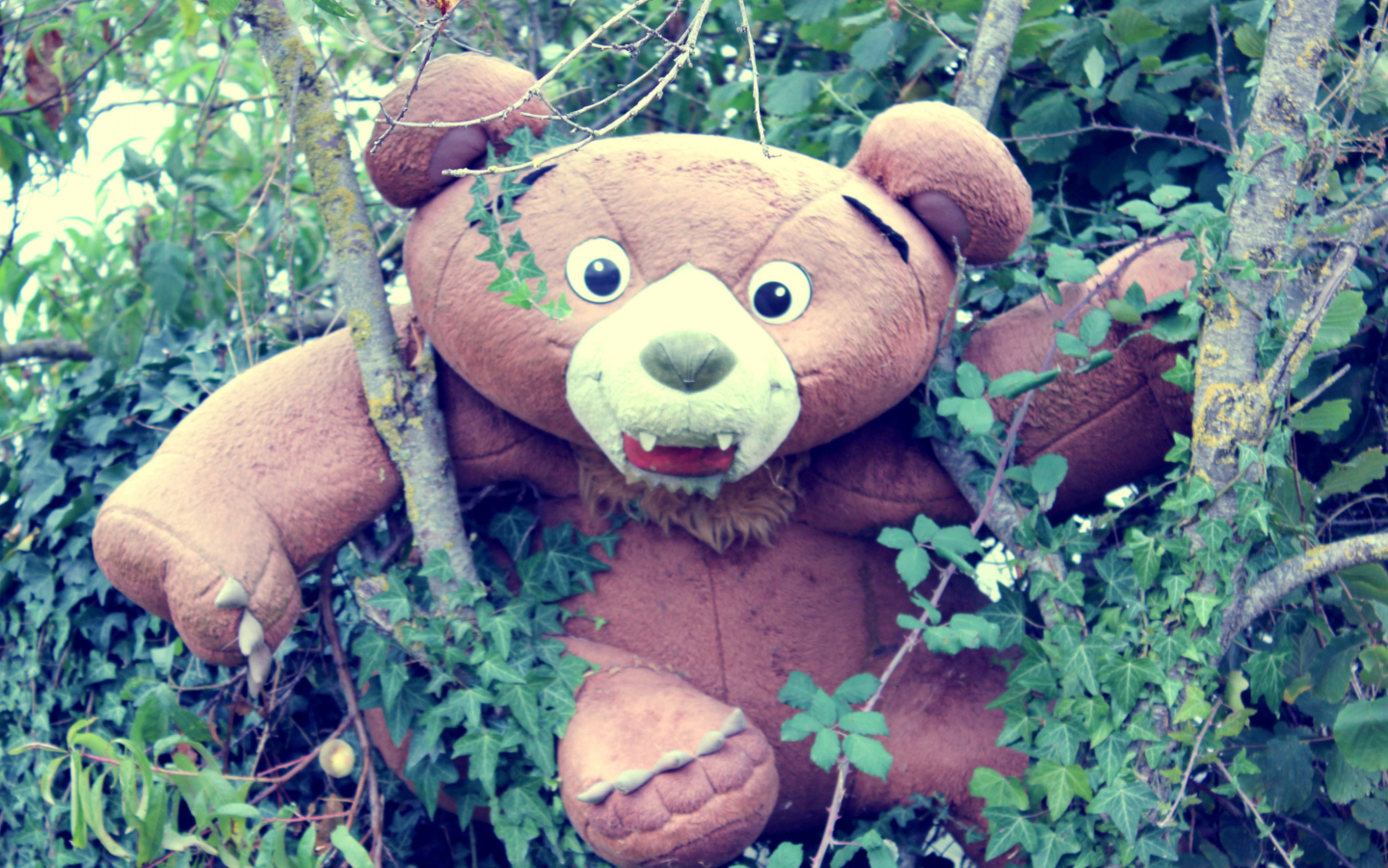 Fondo de pantalla Toy Bear 1440x900