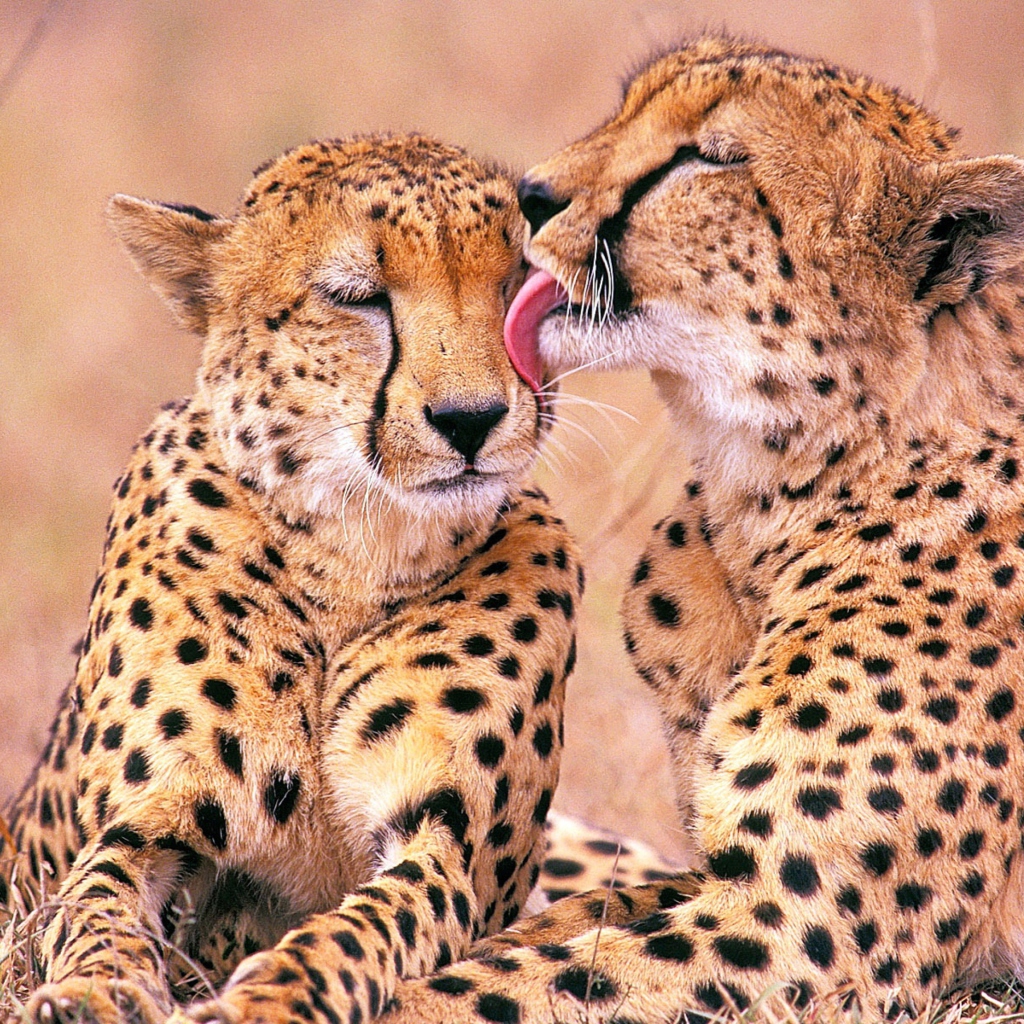 Обои South African Cheetahs 1024x1024