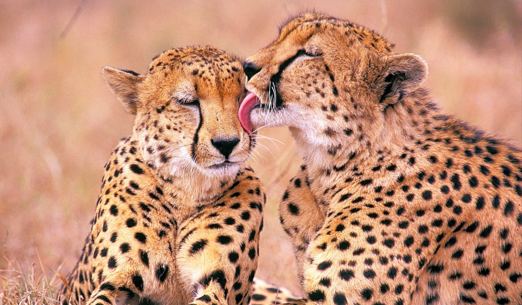 Screenshot №1 pro téma South African Cheetahs 1024x600
