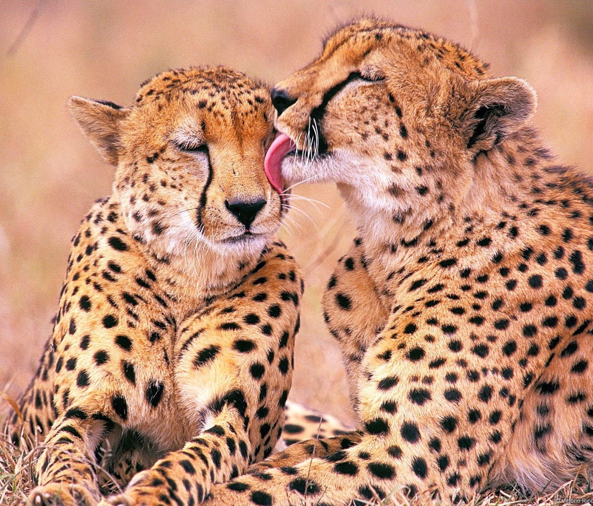 Das South African Cheetahs Wallpaper 1200x1024