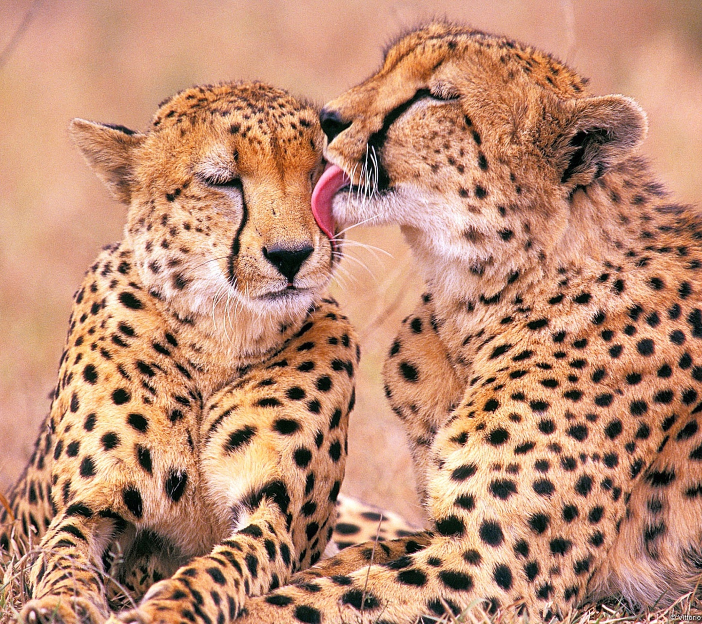 Обои South African Cheetahs 1440x1280