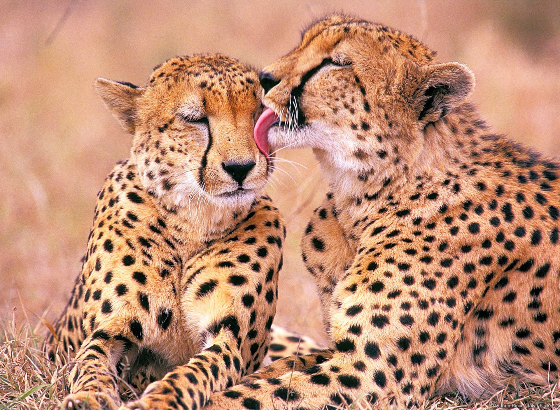 South African Cheetahs wallpaper 1920x1408